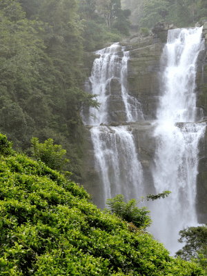 Nelliyampathy