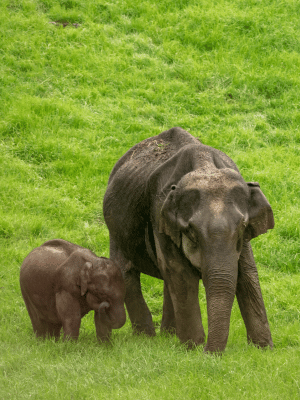 Thekkady